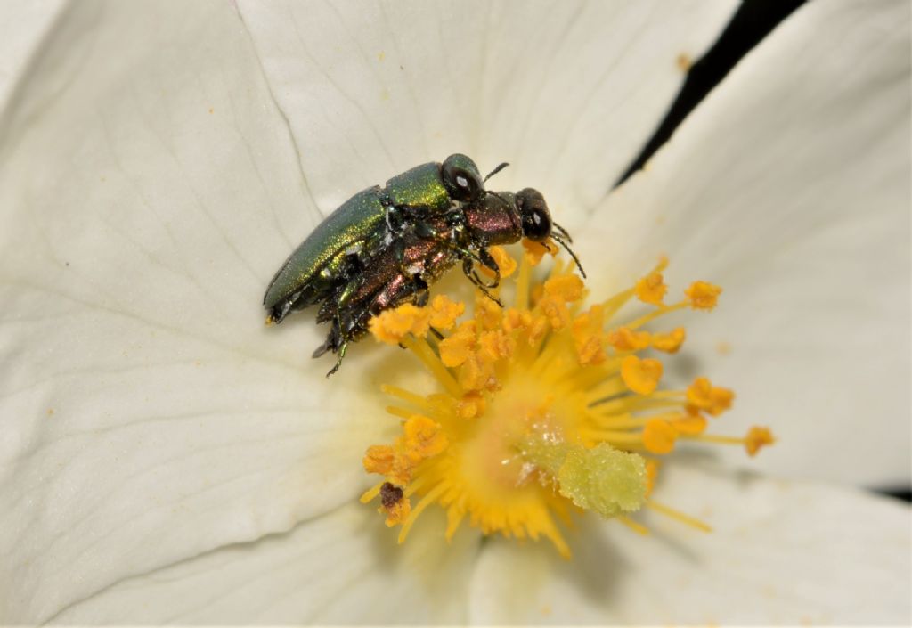 Buprestidae: Anthaxia millefolii polychloros